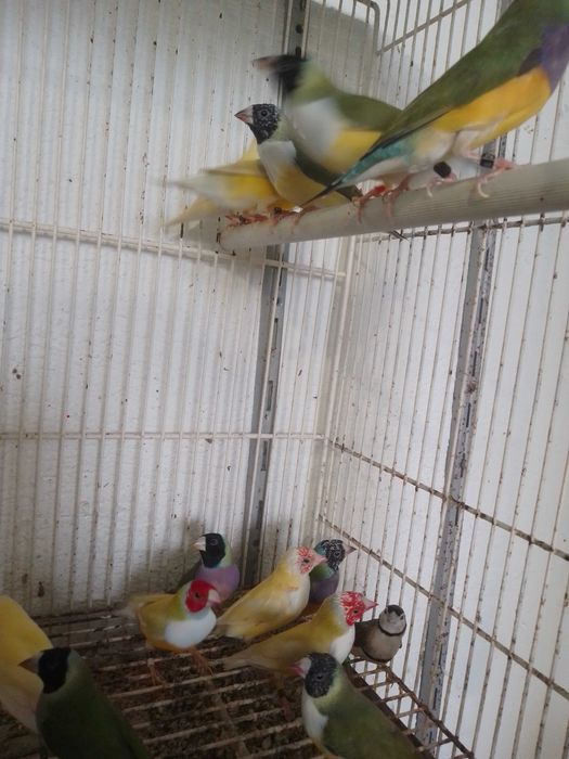 Lote de  golds para ceder