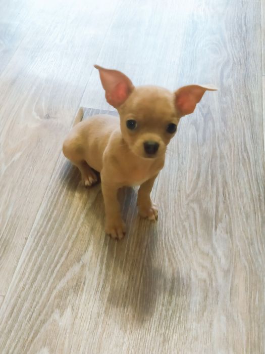 Хлопчики чихуахуа'