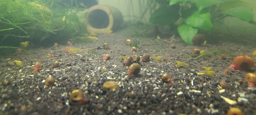 Krewetki yellow słabiej wybarwione