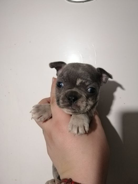 Чарівні французи розумні, та милі