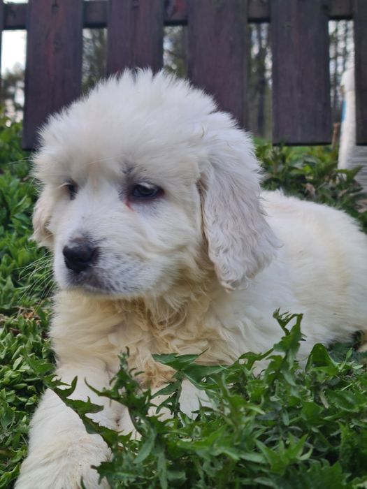 Owczarek podhalanski