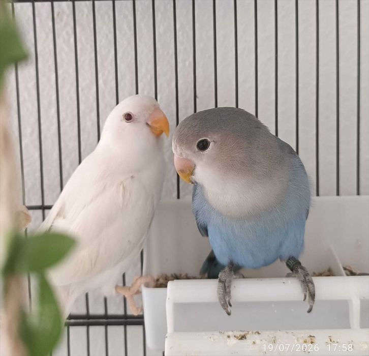 casal de Agapornis roseicollis