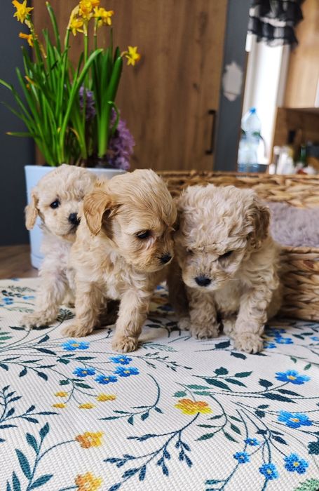 **Cockapoo** cudowny piesek!