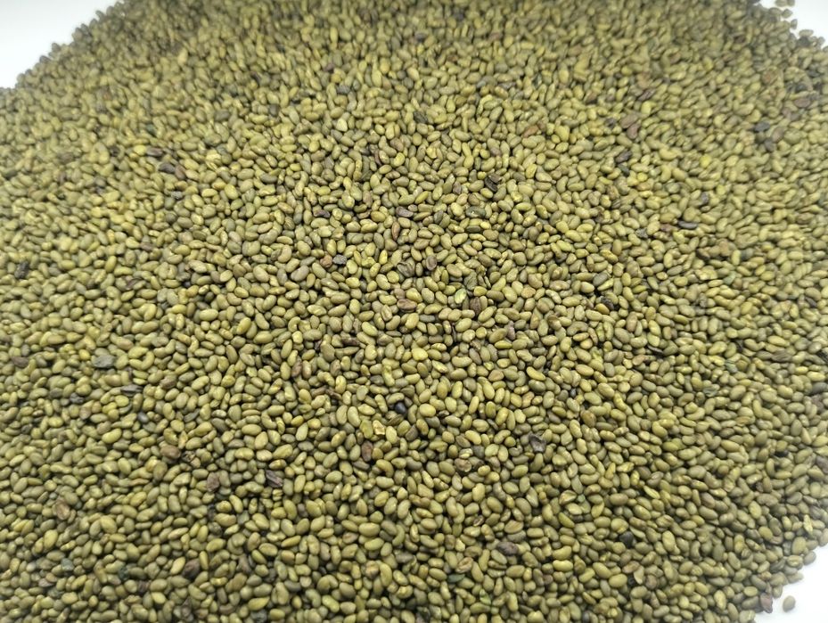 Насіння Люцерни магніченої  Еспарцет Суданка Райграс