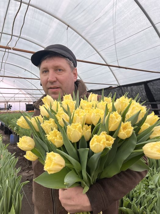Тюльпани від виробника