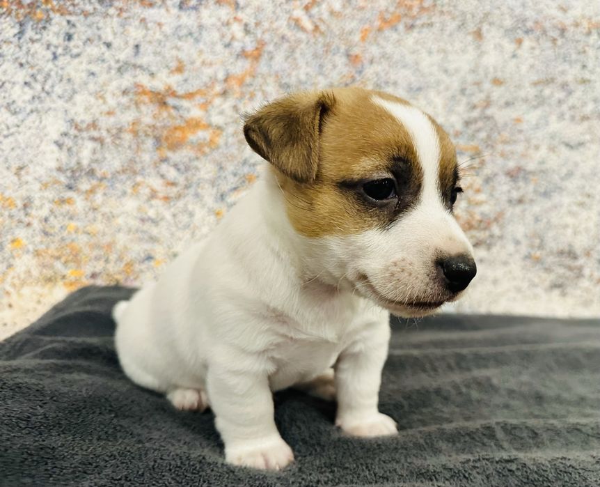 Jack Russell Terrier rodzice FCI