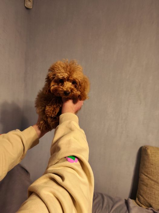 Продам мальтипу 17000