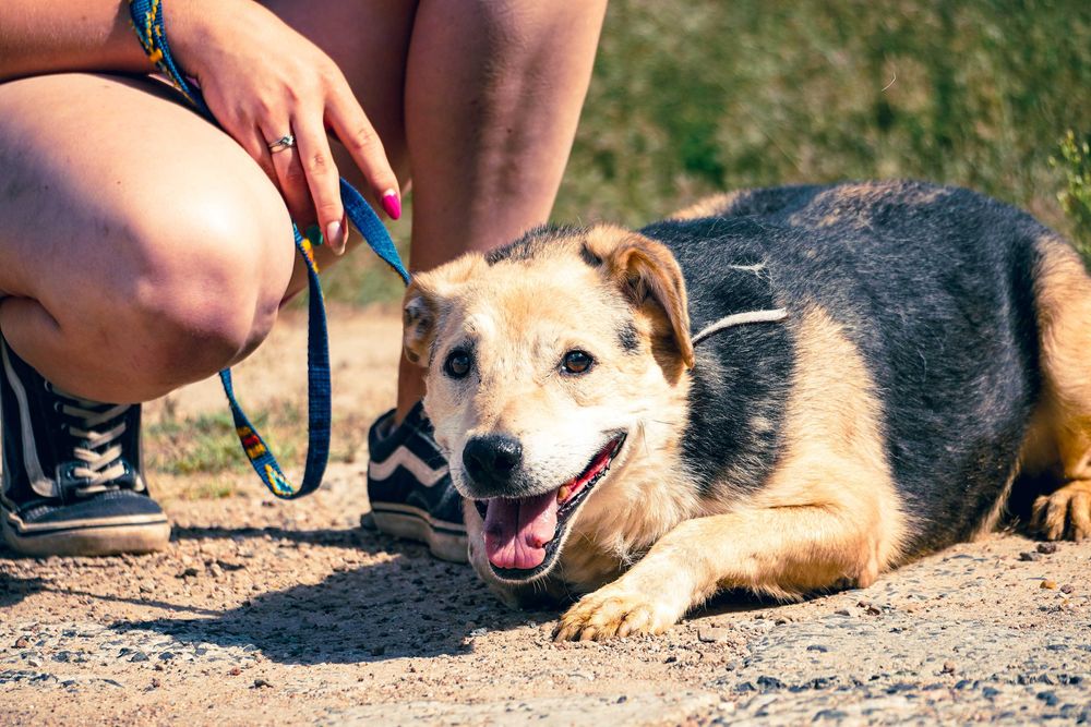 WINSTON - cudowny psi senior czeka na dom