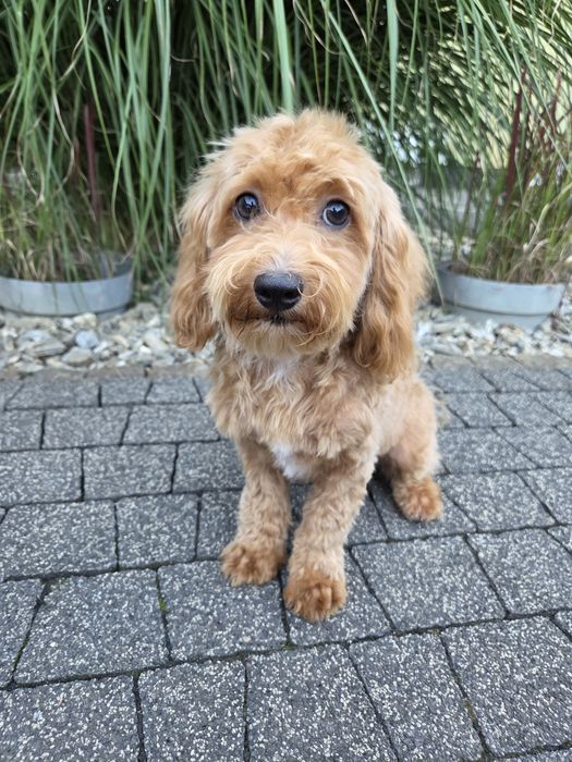 Maltipoo piesek maltańczyk & pudel