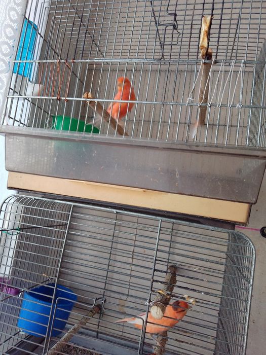 Kanarki na sprzedaż