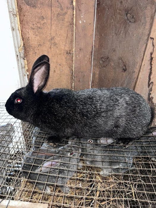 Кролики хорошої лінії