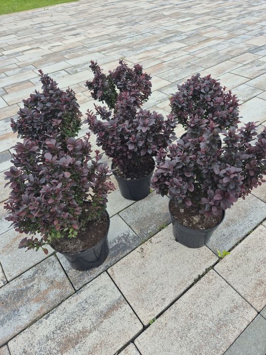 Барбарис Конкорд