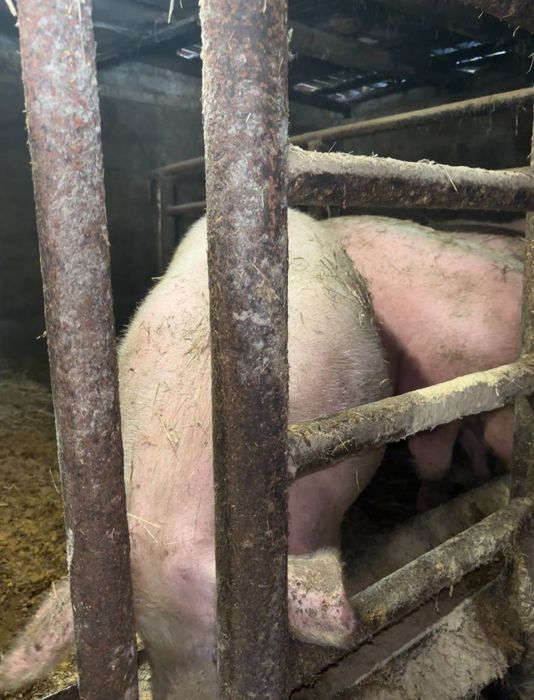 домашние свиньи.