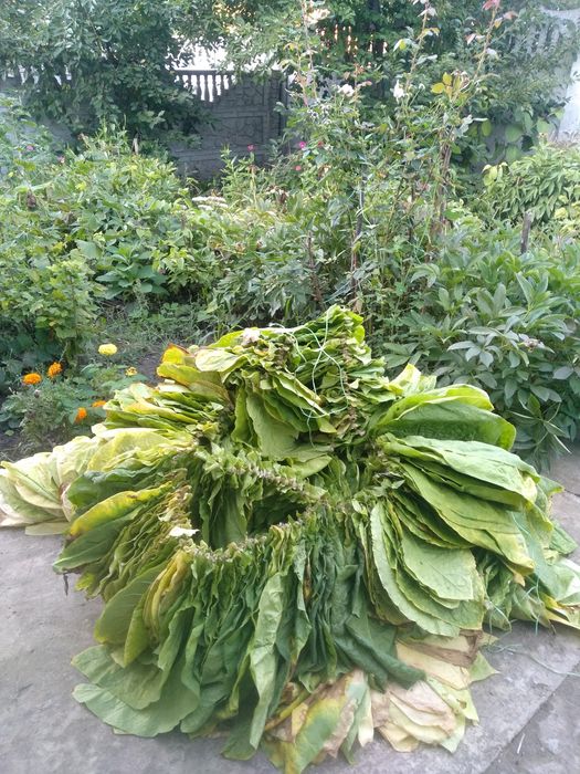 Насіння тютюну 82 сортів семена табака