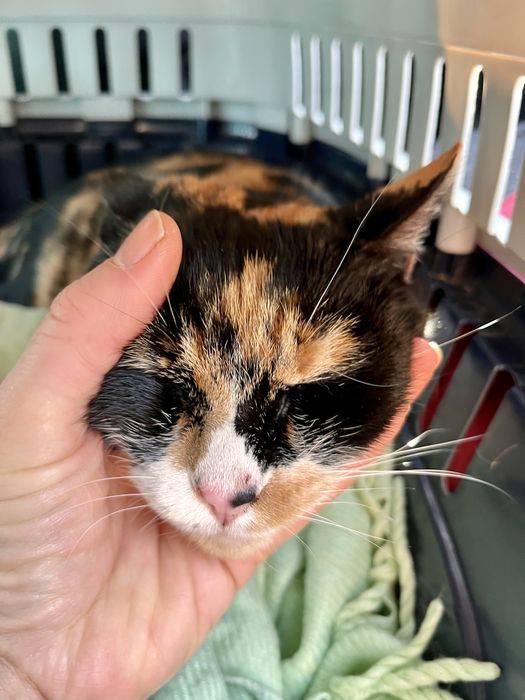 Mimi uma gata para adopção responsável