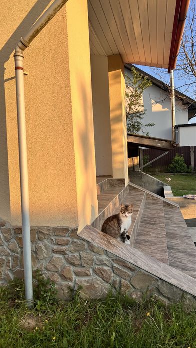 Котик,в добрі руки