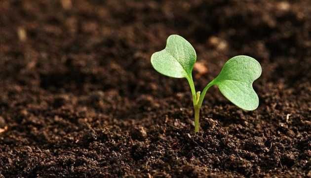 Здам в оренду землю сільськогосподарського призначення