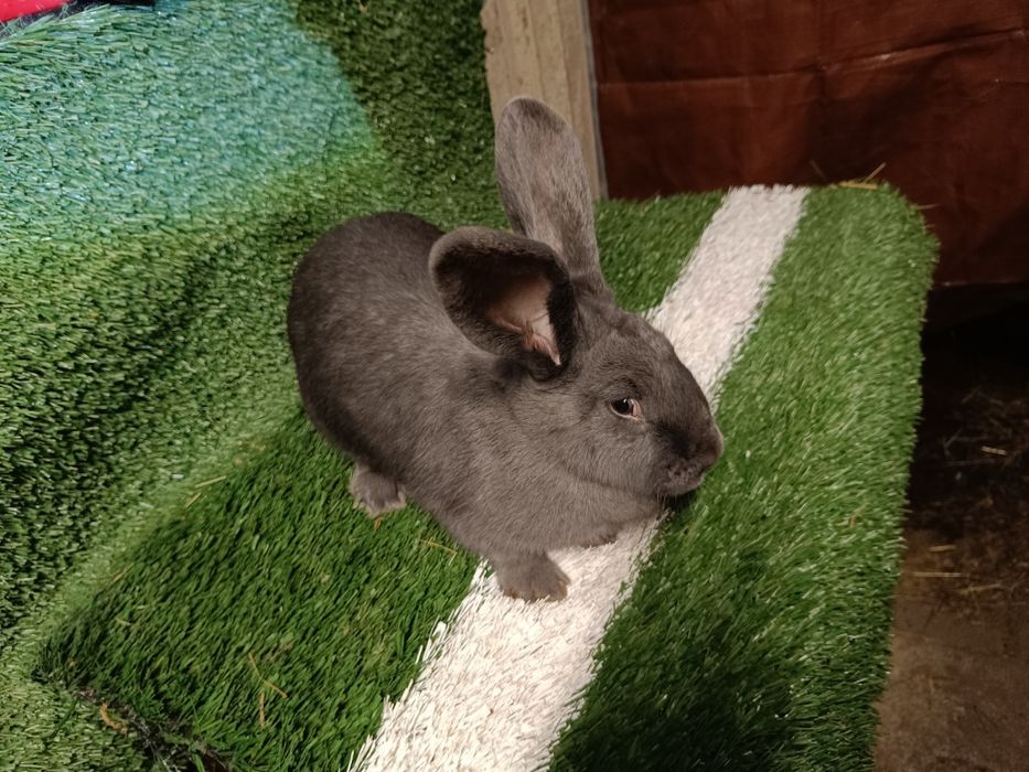 Królik srokacz olbrzymie