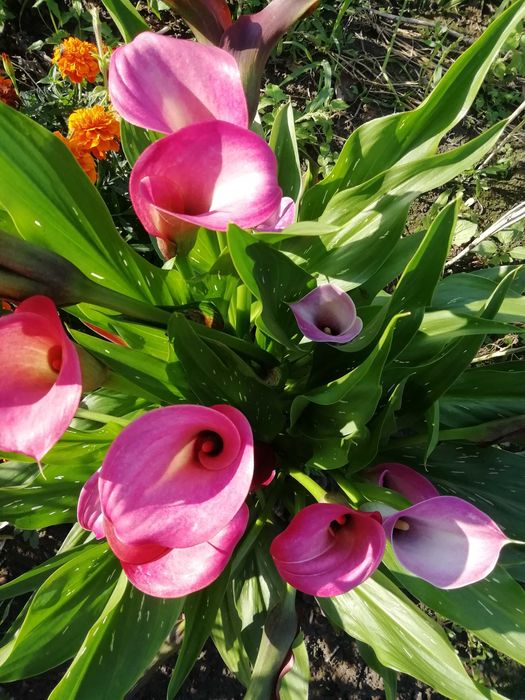 Рожева кала дуже гарна