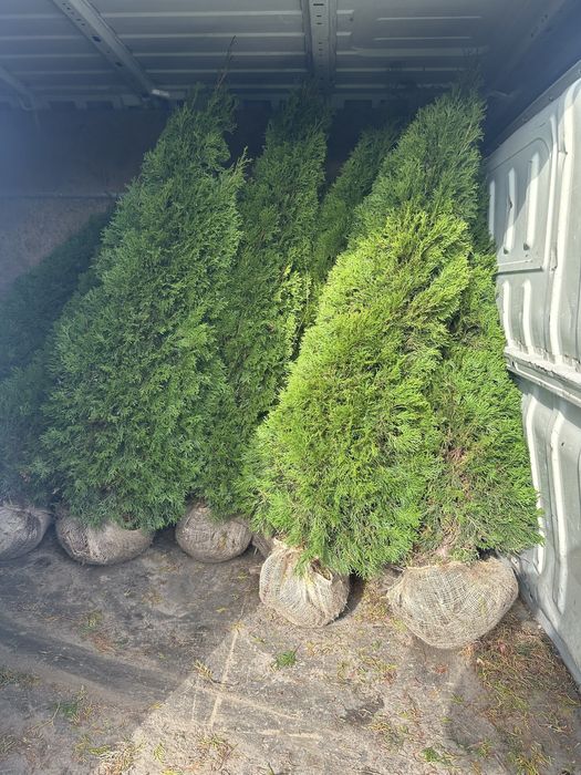 Thuja Smaragd 1,6m  >Gęsta< tuja żywopłot żywotnik