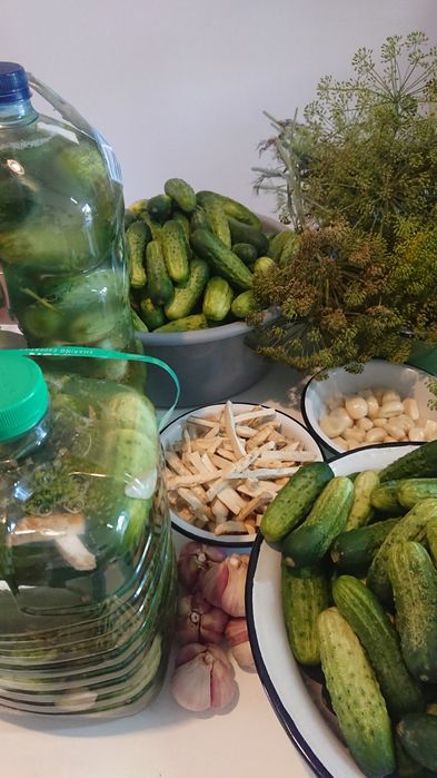 Ogórki kiszone butelki 5L (przesyłka OLX)