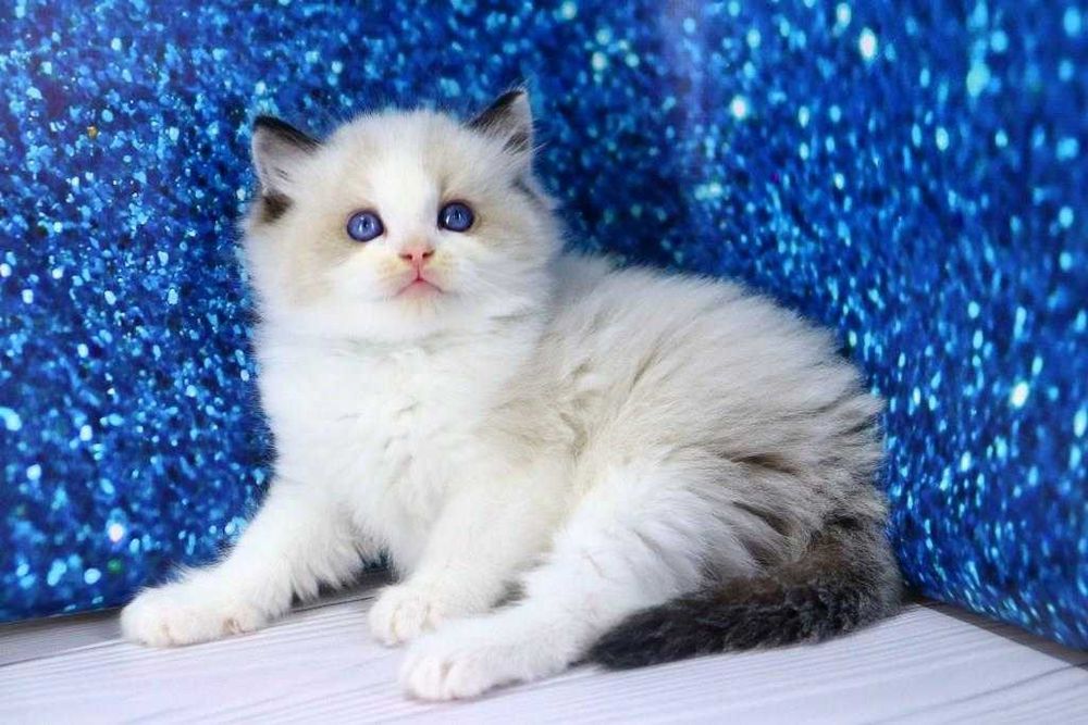 Самий ласкавий та чемний котик дуже красивої породи-Ragdoll.