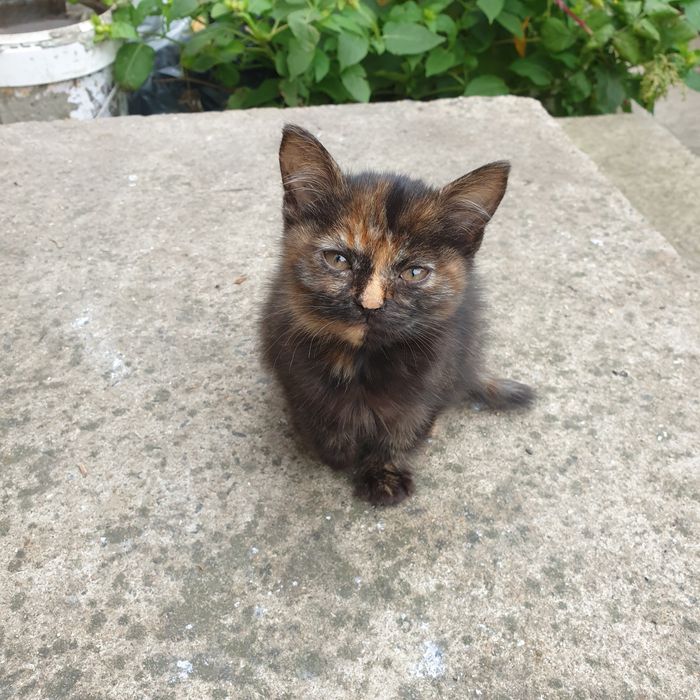 Кисуня ищет своих любящих  хозяев!