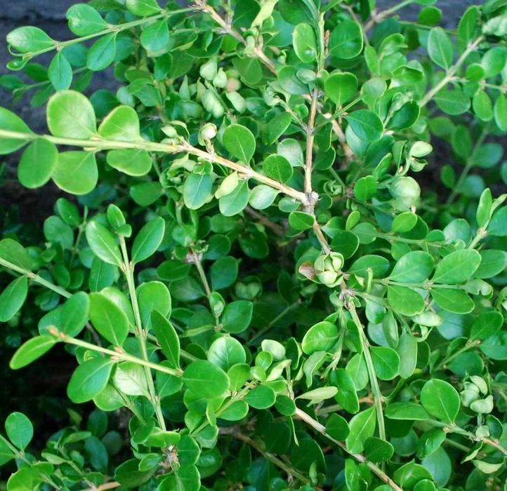 Bukszpan drobnolistny 'Coronuil' microphylla 041