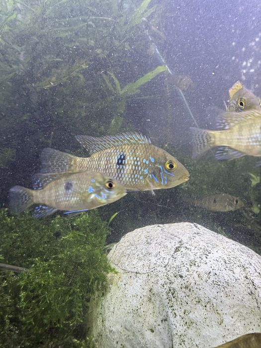 ziemiojady brazylijskie