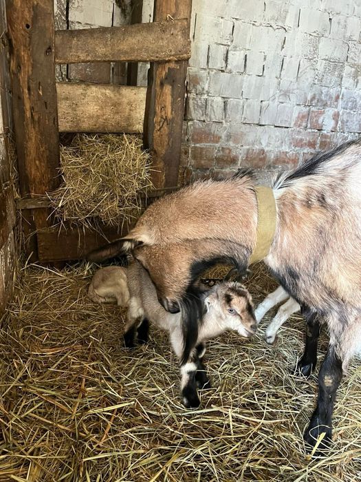 Козочки  маленькі