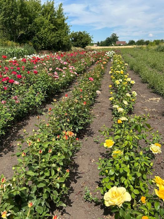 Саджанці троянд / саженцы роз. 100 грн