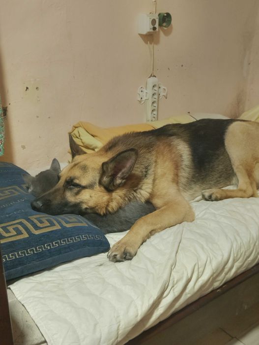 Метис Німецької вівчарки