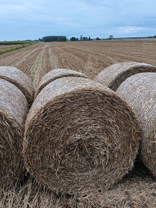 Słoma w belach sprzedam