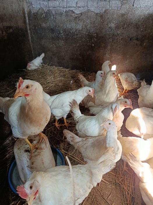 Продам курей хайсек