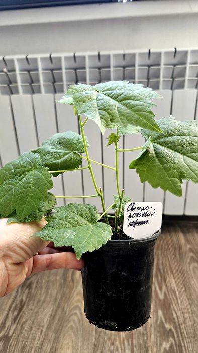 Домашні кімнатні квіти.