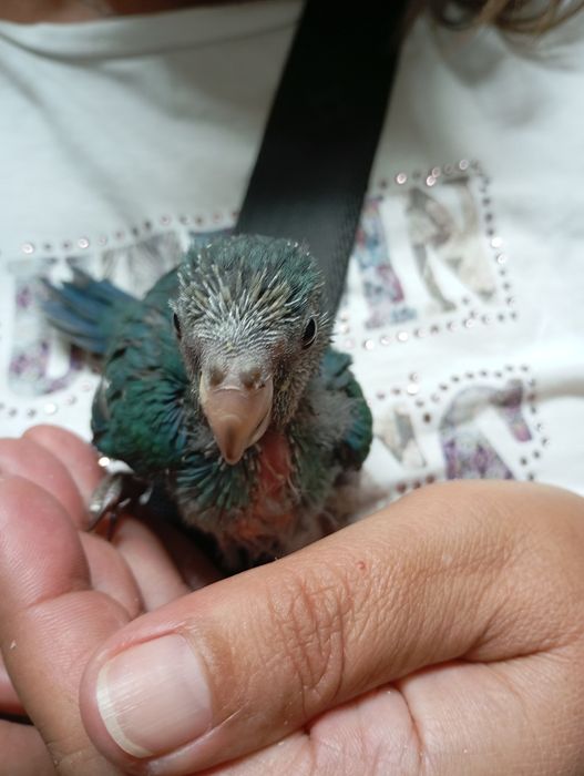 Kakarikis e caturras