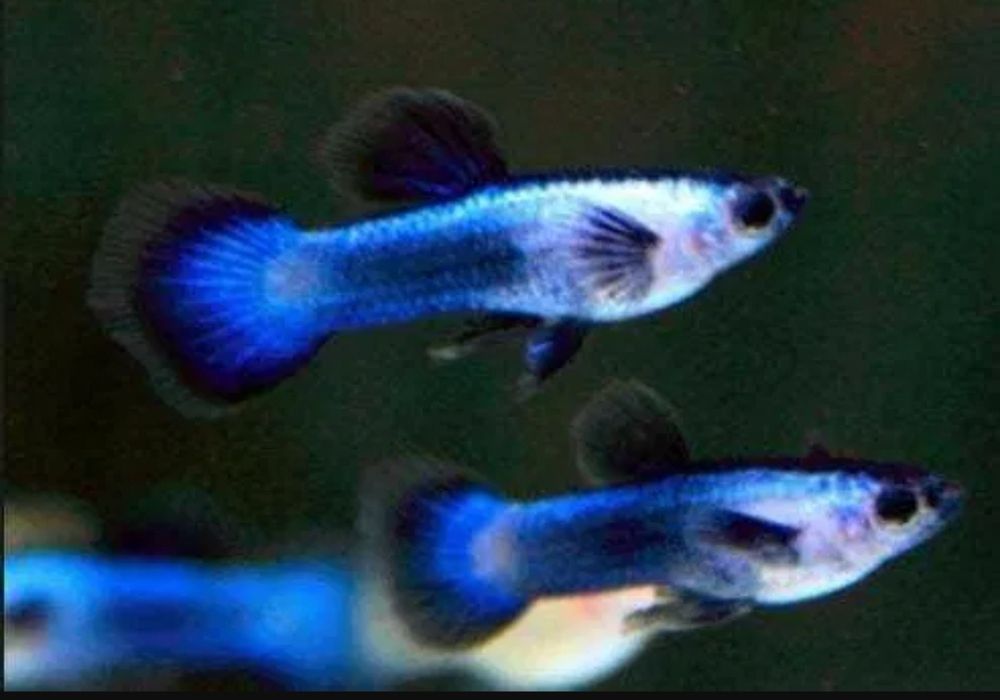 Gupik Endlera Panda dumbo para - Promocja !