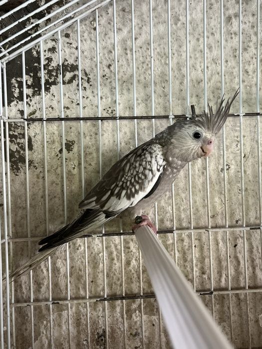 caturro macho perola