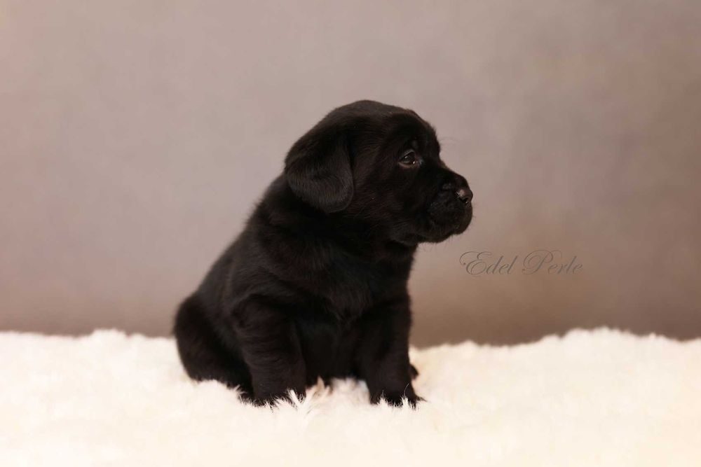 Labrador Retriever Czarny Samiec ZKwP FCI