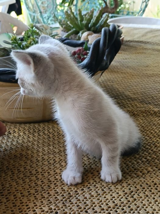 Gatinhos com um mês e meio para adopção...