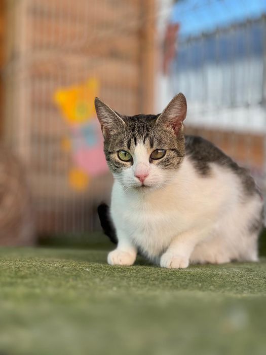 Kotka Tamara pilnie czeka na dom