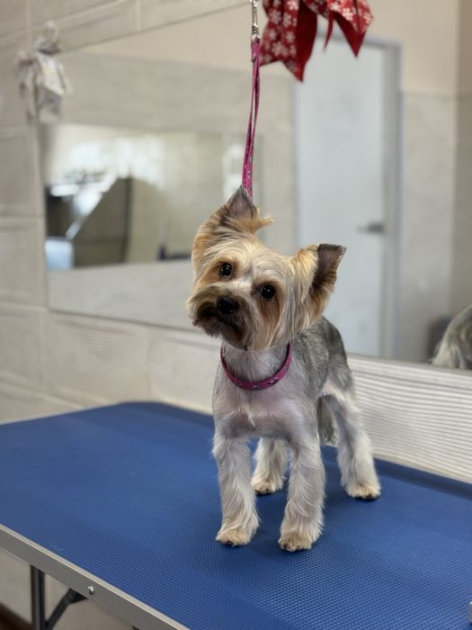 Грумінг на вул. Стеценка, район Берковець