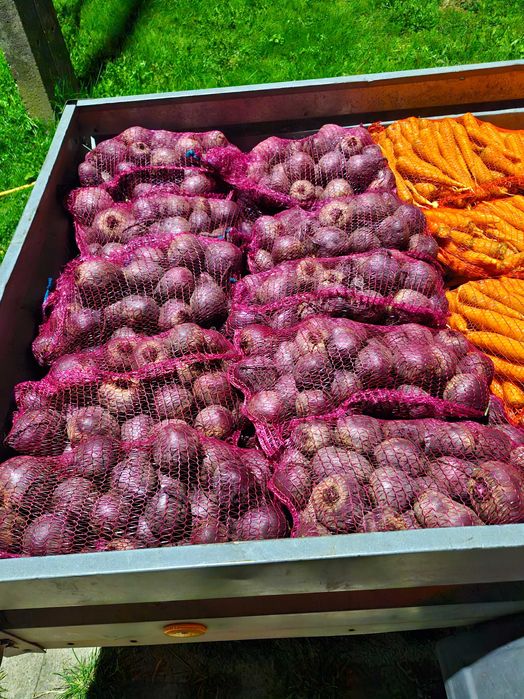 ziemniaki, kapusta do kiszenia