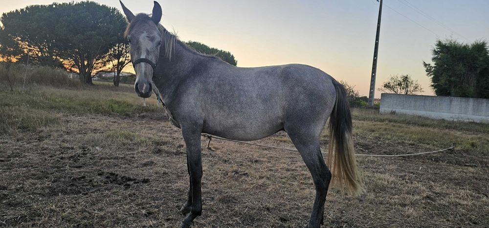Poldro cruzado 18meses