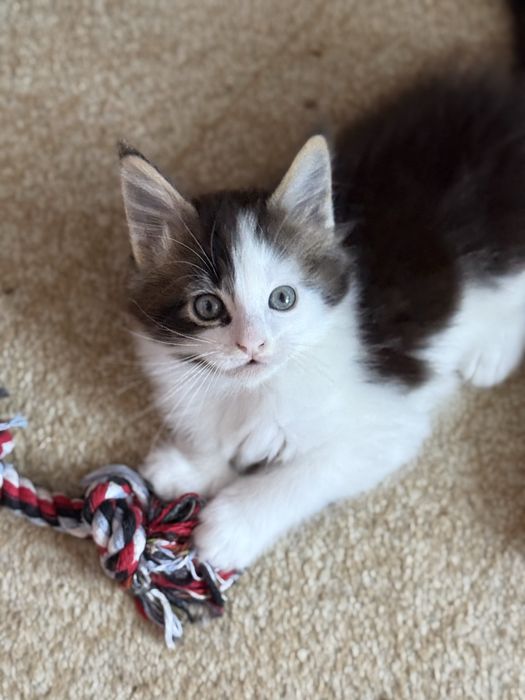 Kotka Maine Coon - odbiór na Święta