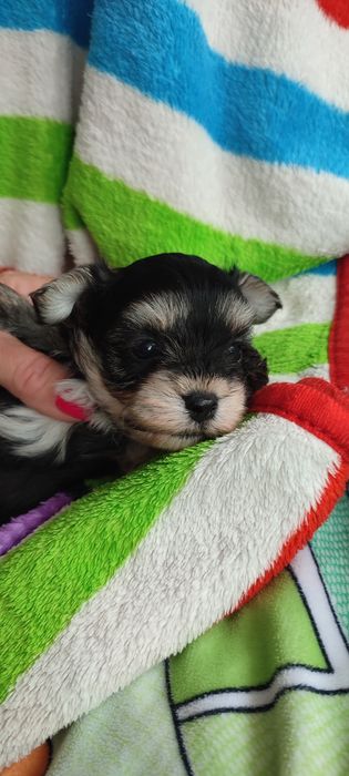 Yorkshire terrier piesek