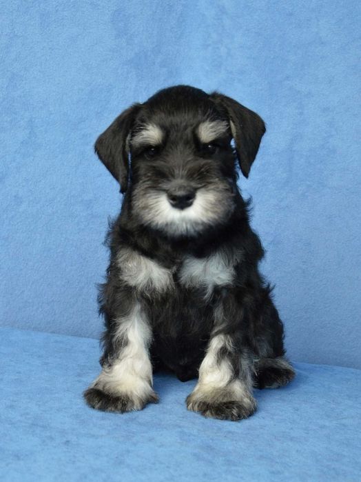 Миниатюрный шнауцер. Черный с серебром.