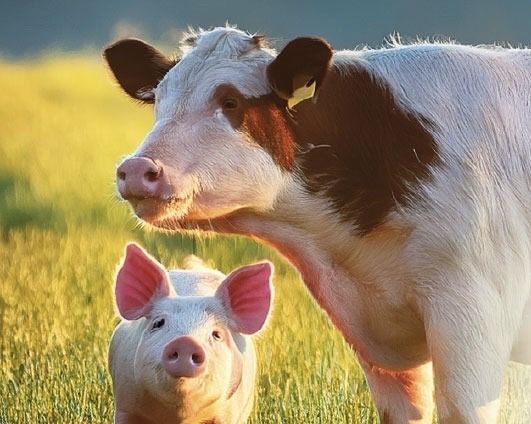 Skup trzody świń maciory bydła