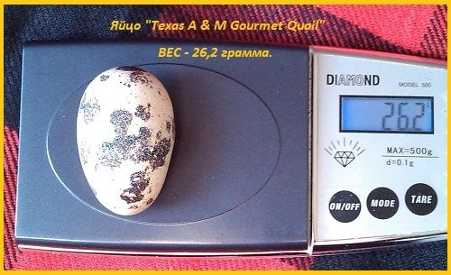 Яйца инкубационные перепела Белый Техасец - бройлер (щтат Texas A  M).