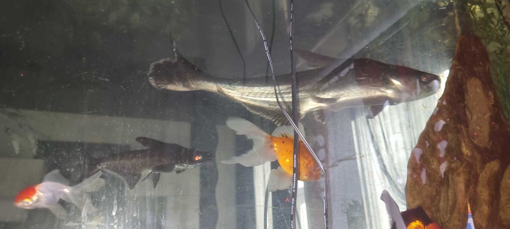 RYBY RZECZY sprzedaje